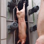 Flagellation machines for porcine cleaning