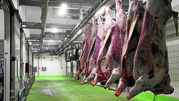 TRANSPORTADOR DE FAENADO VACUNO TRANSPORTADORES AEREOS PARA VACUNO